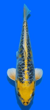 Big Scale Aoki 35cm VHQ 