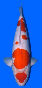 Maruten Kohaku Taniguchi 67cm Sansai Female SHQ 