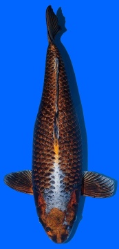 Kawari Momotaro 52cm Nisai Female VHQ 