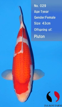 Kohaku Isa 43cm Tosai Female VHQ incl Mudpond 