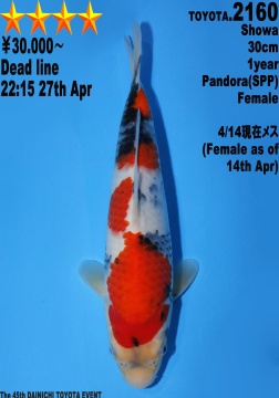 Showa Dainichi Toyota 30cm Tosai Female VHQ 
