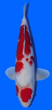 Kohaku Igarashi 40cm 16 Monate VHQ 