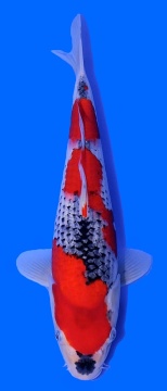 Goshiki Kawakami 32cm Tosai Female incl Pond 