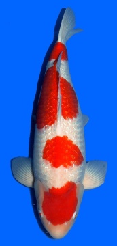 Ginrin Kohaku Sakai Ltd Hiroshima 68cm Yonsai Female VHQ 