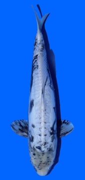 Kumonryu Igarashi 45cm 16 Monate Female VHQ 