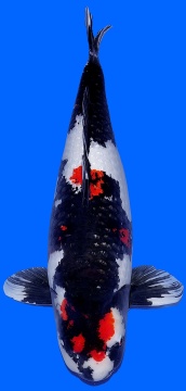 Showa Shinoda 76cm 6J Female VHQ 