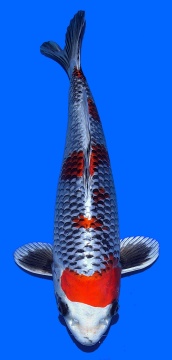 Ginga Aoki 37cm Nisai VHQ - VERKAUFT! 