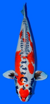 Benikikokuryu Marusaka 74cm 6J Female VHQ 