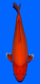 Super Mango Sakai FF 55cm Nisai Female 