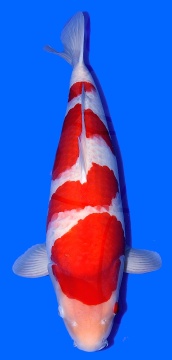 Kohaku Sakai FF 62cm Sansai Female Show Quality 