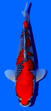 Goshiki Kawakami 31cm Tosai Female VHQ 