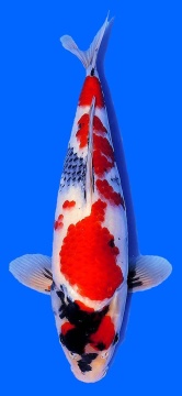 Showa Maruju 33cm Tosai Female VHQ - VERKAUFT! 