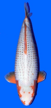 Kanoko Asagi Higashi 65cm Sansai Female VHQ 