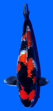 Ginrin Showa Shinoda 56cm Sansai Female VHQ 