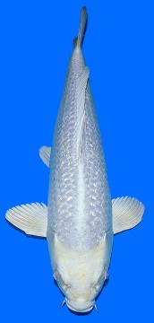 Ginrin Mukashi Momotaro 50cm Nisai Female VHQ 