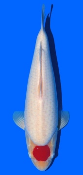 Tancho Kohaku Sakai FF 45cm 16Mon Female VHQ 