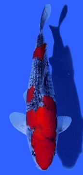 Goshiki Aoki 28cm Nisai HQ 
