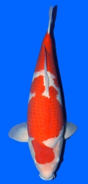 Kohaku Sakai FF 61cm Nisai Female VHQ 