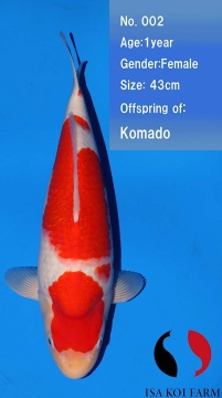 Kohaku Isa 43cm Tosai Female VHQ incl Mudpond 