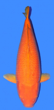 Oranje Karashigoi Crownfish 100cm Female 