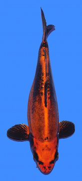 Benikikokuryu Aoki 30cm Nisai Female - VERKAUFT! 