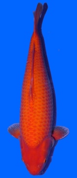 Super Mango Sakai 63cm Sansai Female VHQ 
