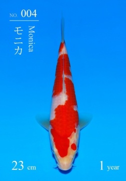 Kohaku Sakai FF Tategoi 23cm 5 Mon VHQ incl Mudpond 2027 