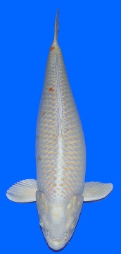 Yamabucki Ogon Maruhiro 58cm Sansai Female 
