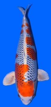 Kujaku Tamaura 61cm Sansai Female VHQ 