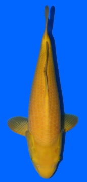 Super Mango Higashi 51cm Tosai Female VHQ incl Mudpond 