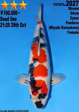 Showa Dainichi Toyota 54cm Nisai Female 
