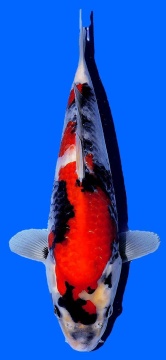 Showa Omosako 32cm Tosai Female VHQ 