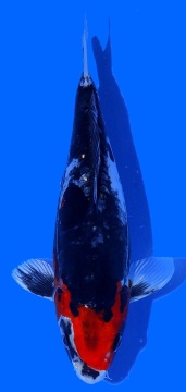Benikikokuryu Aoki 28cm Nisai Female HQ 