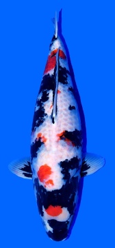 Showa Higashi 70cm Sansai Female VHQ 