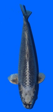 Kawari Toshinoba Igarashi 40cm 16 Monate HQ 