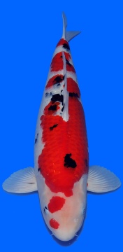 Sanke Maruyu 63cm Yonsai Female VHQ 