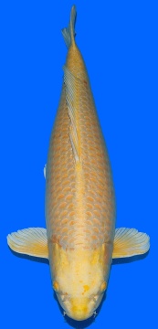 Yamabucki Izumyia 78cm Gosai Female VHQ 