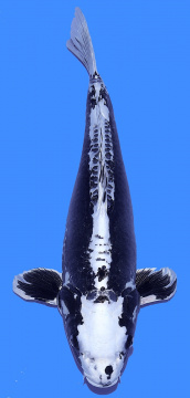 Kikokuryu Marusaka 65cm Female VHQ 