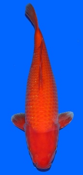 Super Mango Sakai  FF 50cm Nisai Female 