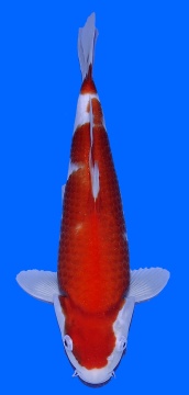 Kohaku Genjiro 31cm Nisai HQ 