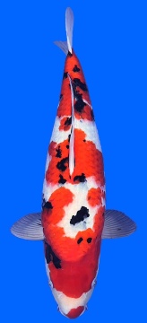 Sanke Higashi 58cm Nisai Female VHQ 