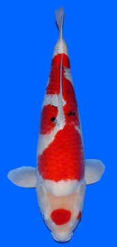 Sanke Dainichi Mr.Big 67cm 2J Female HQ 