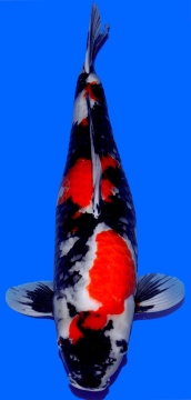 Showa Dainichi 67cm 2J Female HQ 