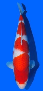 Kohaku Sakai FF 40cm 16Mon Female HQ 