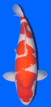 Kohaku Sakai Ltd Hiroshima 80cm Yonsai Female VHQ 