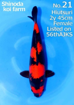 Hi Utsuri Shinoda 45cm Nisai Female SHQ - 1 Platz All Japan Young Koi Show 