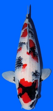 Showa Dainichi Toyota 59cm Nisai Female SHQ 