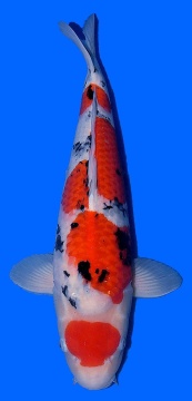 Maruten Sanke Takigawa 55cm Nisai Female SHQ 