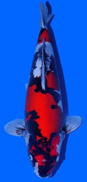 Doitsu Showa Shinoda 57cm Nisai Female VHQ 