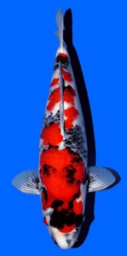 Showa Hoshikin 51cm Nisai Female VHQ 